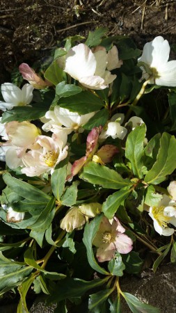 Julros i trädgården