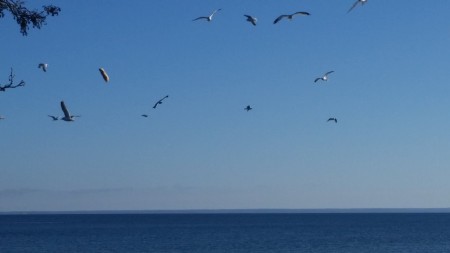 Fiskmåsar vid Vättern