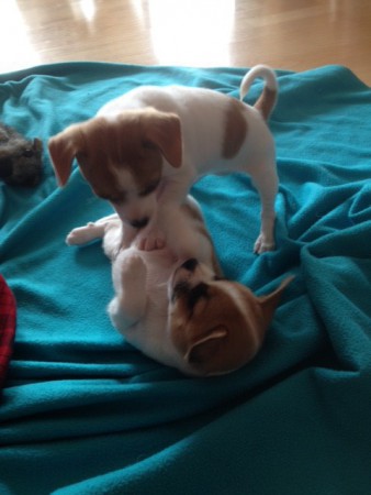 Valpbesök från hundklubben/hund för alla